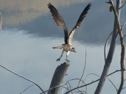 Tom - Visarend in Utah
